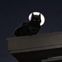 batcat