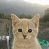Jotcat