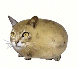 Pcat