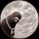 PIGEONS