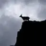 GOAT