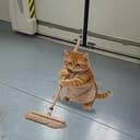 拖地小猫