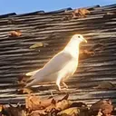 Pigeon