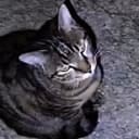 MOGCAT
