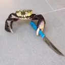 CRAB