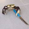 CRAB