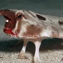 FishDick