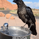 Raven