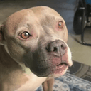 SourDog