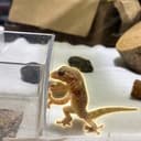 Gecko