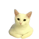 Sitcats