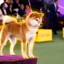 Toro