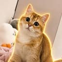 NOCAT