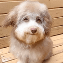 LEODOG