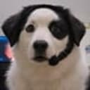 CALLDOG