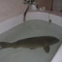 carp