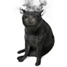 ASHCAT
