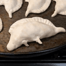 PIEROGISAURUS
