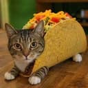 tacocat