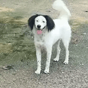 HUAHUA