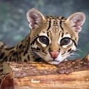 OCELOTS
