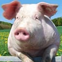 PIGCOIN