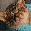 仔猫保護