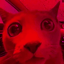 red cat