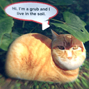 GRUB