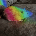 rat