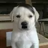 Hitler