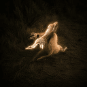 Hare