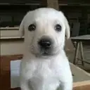 BOE