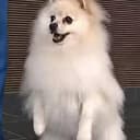HAKU