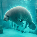 Manatee