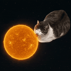 lickingcat