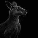 Kangaroo