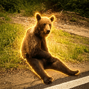 CHILLBEAR