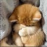 shycat