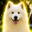 Shiro