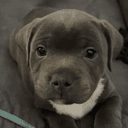 Staffy