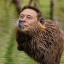 muskrat