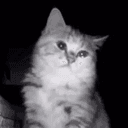 sadcat