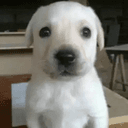 Toby
