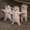 Kittens