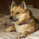 DOGE2