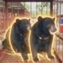 MOONBEARS