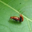 bugfuh