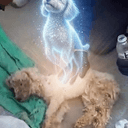 Laila Dog