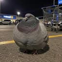$PIGEON